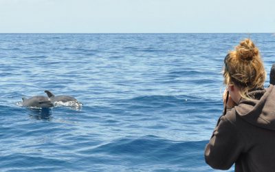 Whale Watching – eine ethische Frage?
