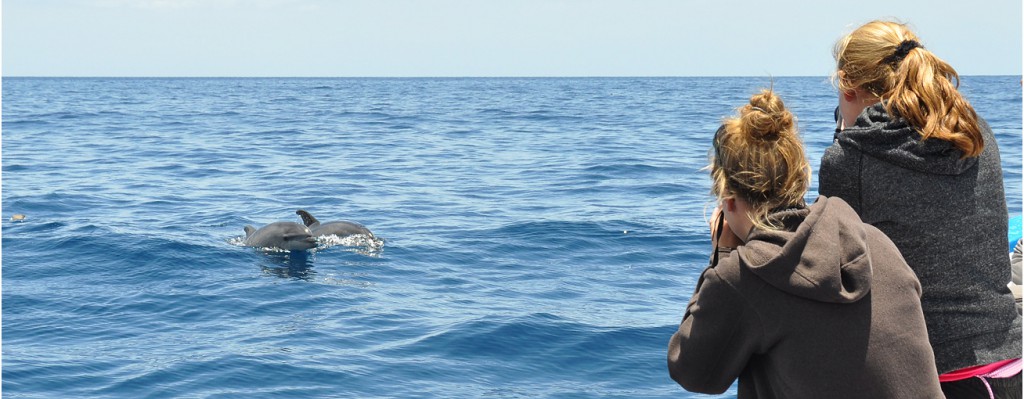 Whale Watching – eine ethische Frage?
