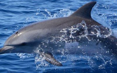 Mensch und Delfin – Intelligente Lebewesen in zwei Welten