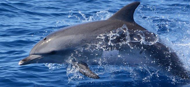 Mensch und Delfin – Intelligente Lebewesen in zwei Welten
