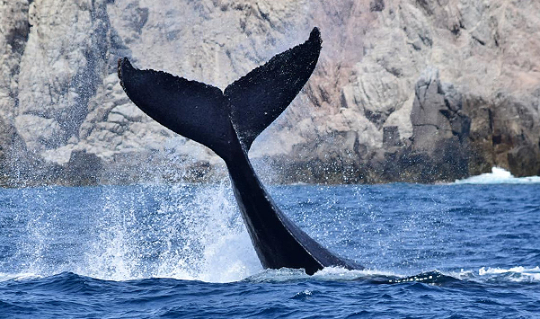 MAGIC Sea of Cortez – Auf den Spuren der Großwale –  auch in 2017