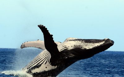 Die arktischen Buckelwale drehen auf