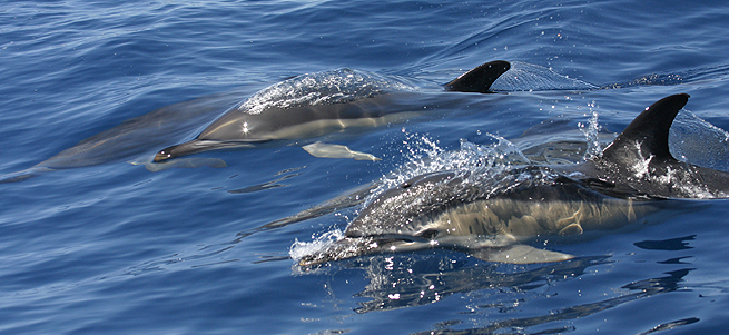 Delfine Und Meer