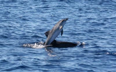 Delfine – Babysitting von wilden Kälbern