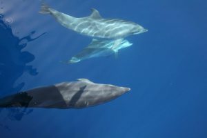 Delfine - Großer Tümmler mit Kalb