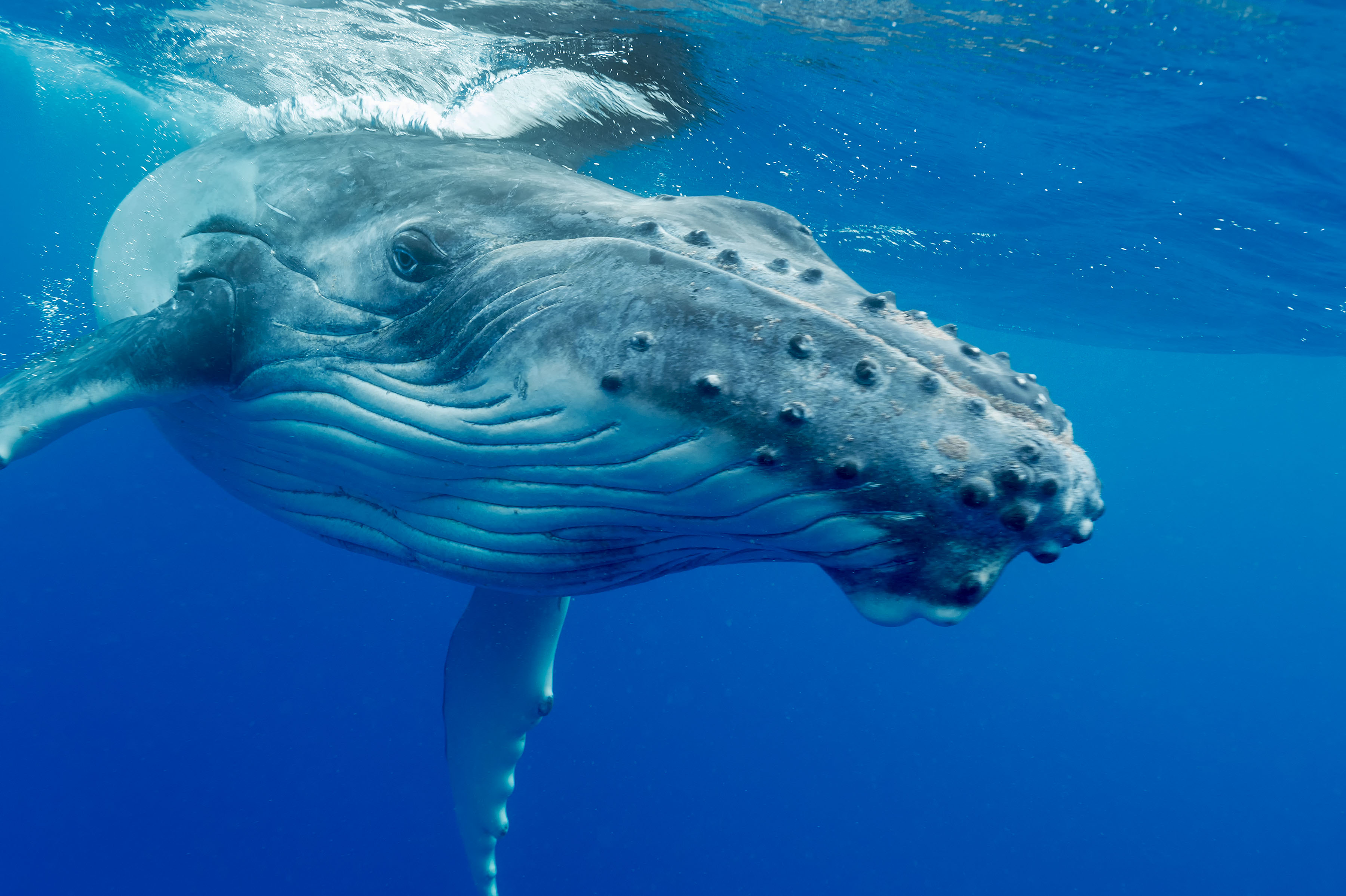 whale-watching-welche-wale-treffe-ich-wo-oceano-meerzeit
