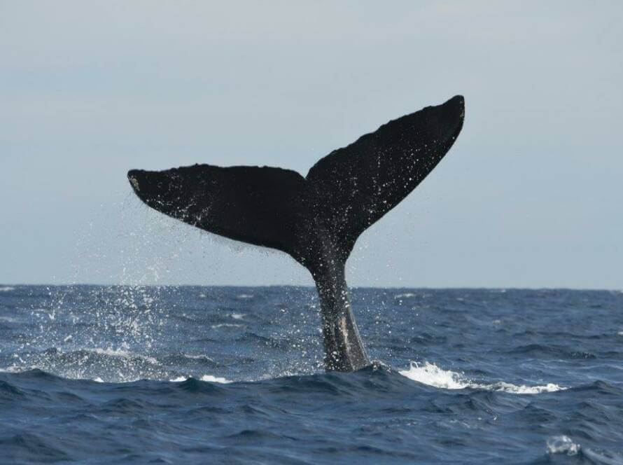 Buckelwalfluke Vamos Baja California