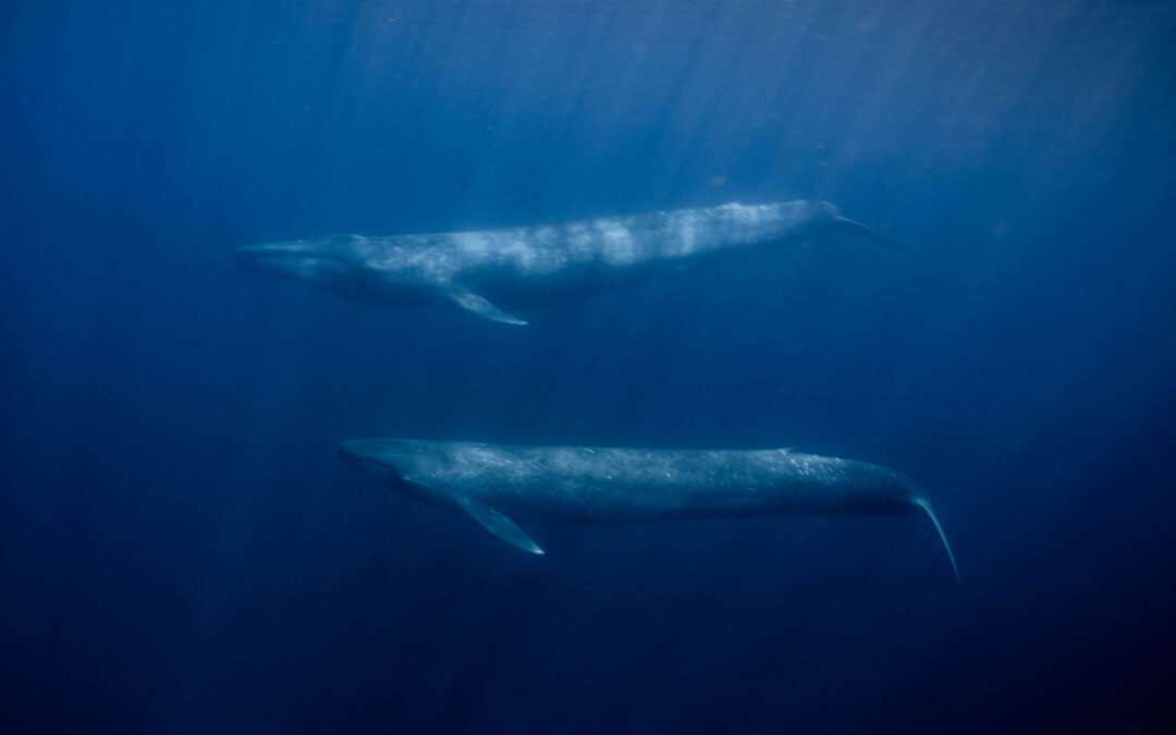 Ost-Timor – Schwimmen mit Walen – Blauwale und Pottwale