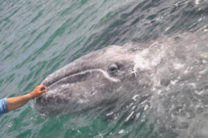 Susanne Braack Vamos Baja California Grauwal