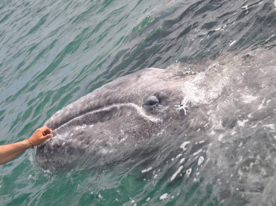 Susanne Braack Vamos Baja California Grauwal